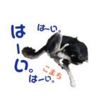 黒柴犬こまちの感情（個別スタンプ：10）