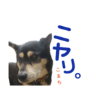 黒柴犬こまちの感情（個別スタンプ：11）