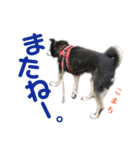 黒柴犬こまちの感情（個別スタンプ：12）