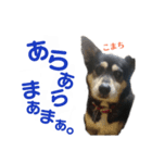 黒柴犬こまちの感情（個別スタンプ：13）