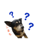 黒柴犬こまちの感情（個別スタンプ：14）