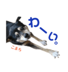 黒柴犬こまちの感情（個別スタンプ：15）