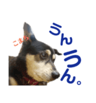 黒柴犬こまちの感情（個別スタンプ：16）