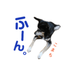 黒柴犬こまちの感情（個別スタンプ：17）