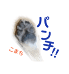 黒柴犬こまちの感情（個別スタンプ：18）