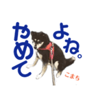 黒柴犬こまちの感情（個別スタンプ：19）