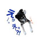 黒柴犬こまちの感情（個別スタンプ：20）