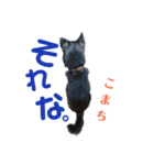 黒柴犬こまちの感情（個別スタンプ：21）