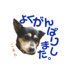 黒柴犬こまちの感情（個別スタンプ：22）