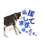黒柴犬こまちの感情（個別スタンプ：23）