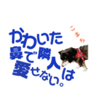黒柴犬こまちの感情（個別スタンプ：24）