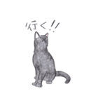 ゆるっといえねこ（個別スタンプ：24）