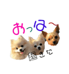 にゃんこ。わんこ気軽にあいさつ(北海道弁)（個別スタンプ：1）