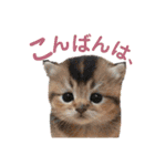 にゃんこ。わんこ気軽にあいさつ(北海道弁)（個別スタンプ：3）