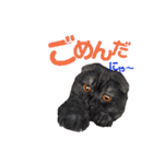 にゃんこ。わんこ気軽にあいさつ(北海道弁)（個別スタンプ：6）