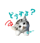 にゃんこ。わんこ気軽にあいさつ(北海道弁)（個別スタンプ：7）