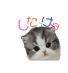 にゃんこ。わんこ気軽にあいさつ(北海道弁)（個別スタンプ：11）