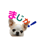 にゃんこ。わんこ気軽にあいさつ(北海道弁)（個別スタンプ：12）
