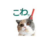 にゃんこ。わんこ気軽にあいさつ(北海道弁)（個別スタンプ：13）