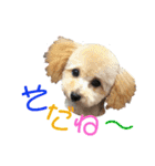 にゃんこ。わんこ気軽にあいさつ(北海道弁)（個別スタンプ：15）