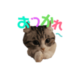にゃんこ。わんこ気軽にあいさつ(北海道弁)（個別スタンプ：16）