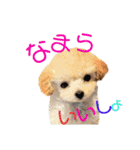 にゃんこ。わんこ気軽にあいさつ(北海道弁)（個別スタンプ：18）