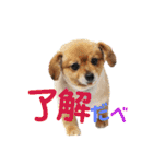 にゃんこ。わんこ気軽にあいさつ(北海道弁)（個別スタンプ：19）