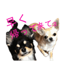 にゃんこ。わんこ気軽にあいさつ(北海道弁)（個別スタンプ：24）