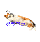 猫時々犬。（個別スタンプ：1）