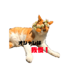 猫時々犬。（個別スタンプ：2）