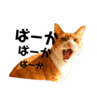 猫時々犬。（個別スタンプ：3）
