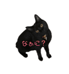 猫時々犬。（個別スタンプ：4）