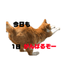 猫時々犬。（個別スタンプ：5）