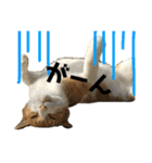 猫時々犬。（個別スタンプ：6）