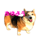 猫時々犬。（個別スタンプ：7）