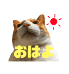 猫時々犬。（個別スタンプ：8）