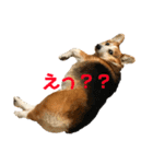 猫時々犬。（個別スタンプ：9）