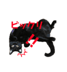 猫時々犬。（個別スタンプ：10）
