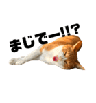 猫時々犬。（個別スタンプ：11）