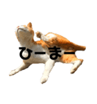 猫時々犬。（個別スタンプ：12）