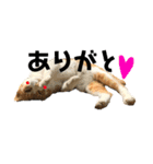 猫時々犬。（個別スタンプ：13）