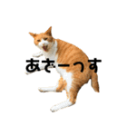 猫時々犬。（個別スタンプ：14）