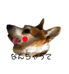 猫時々犬。（個別スタンプ：15）