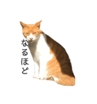猫時々犬。（個別スタンプ：17）