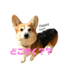 猫時々犬。（個別スタンプ：19）