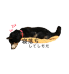 猫時々犬。（個別スタンプ：21）