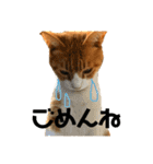 猫時々犬。（個別スタンプ：22）