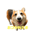 猫時々犬。（個別スタンプ：23）