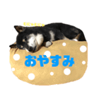 猫時々犬。（個別スタンプ：24）