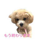 マルプー ラテのほのぼの日常会話スタンプ（個別スタンプ：17）